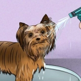 Toelettatura del mantello di uno yorkshire terrier