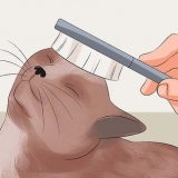 Rendi il pelo del tuo gatto morbido e lucente