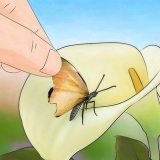 Riparare l'ala di una farfalla