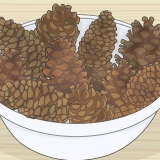 Conservazione delle pigne