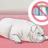 Trattare la diarrea in un cane