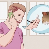 Combattere la diarrea nei gatti