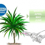 Dracena della potatura