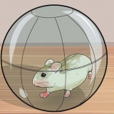 Impedisci ai criceti nani di rosicchiare le sbarre