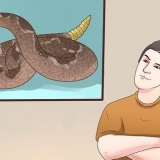 Prevenire un attacco di serpente a sonagli