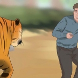 Sopravvivere a un attacco di tigre