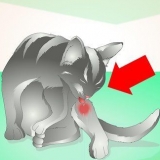 Trattare un ascesso in un gatto