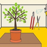 Potare un albero di avocado in una pentola