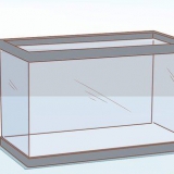 Prendersi cura di una tartaruga d'acqua