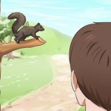 Crescere un cucciolo di scoiattolo
