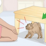 Legame con un gatto arrabbiato o spaventato