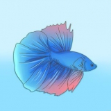Formare un legame con il tuo pesce betta