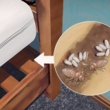 Identificazione di un'infestazione da cimici