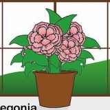 Prendersi cura di una begonia