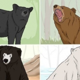Sopravvissuto a un attacco di orso