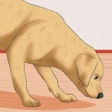 Riconoscere un ictus nei cani