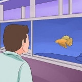 Aiutare un pesce betta a vivere più a lungo