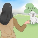 Allenare un bichon frisé