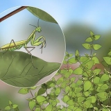 Tenere una mantide religiosa come animale domestico