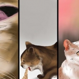 Trattare una puntura d'ape su un gatto