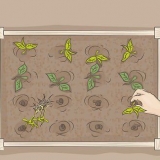 Avviare un orto biologico