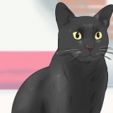 Identificazione di un gatto bombay