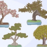 Crescere e prendersi cura di un bonsai