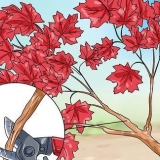 Realizzare un albero di bonsai dall'acero giapponese