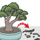 Potare un bonsai