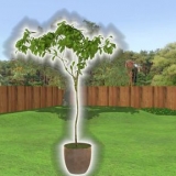 Pianta un albero