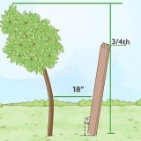 Crescere un albero in posizione verticale
