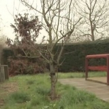 Pota un albero