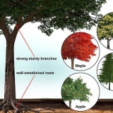 Costruire una casa sull'albero