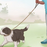 Addestrare un cucciolo di border collie