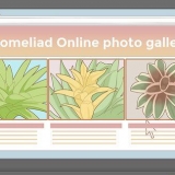 Prendersi cura di una bromelia