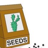 Coltivare un cactus