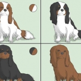 La scelta di un cavalier king charles spaniel