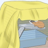 Tenendo una cavia