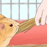 Dare da mangiare a una cavia