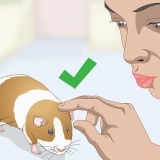 Lavare una cavia