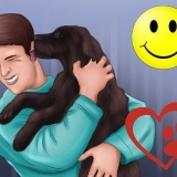 Comprare un labrador al cioccolato