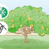 Potare un albero di limoni