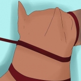 Allenare un doberman pinscher