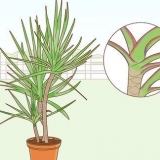 Prendersi cura di una dracaena