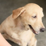 Lenitivo per la pelle secca nei cani