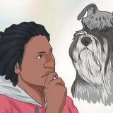 Allevare uno schnauzer miniatura
