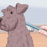 Taglio di uno schnauzer miniatura