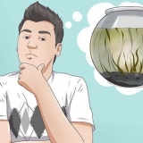 Creazione di un ecosistema acquatico chiuso