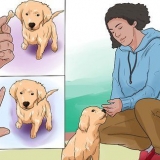 Addestrare un cucciolo di golden retriever