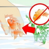 Resuscita un pesce rosso